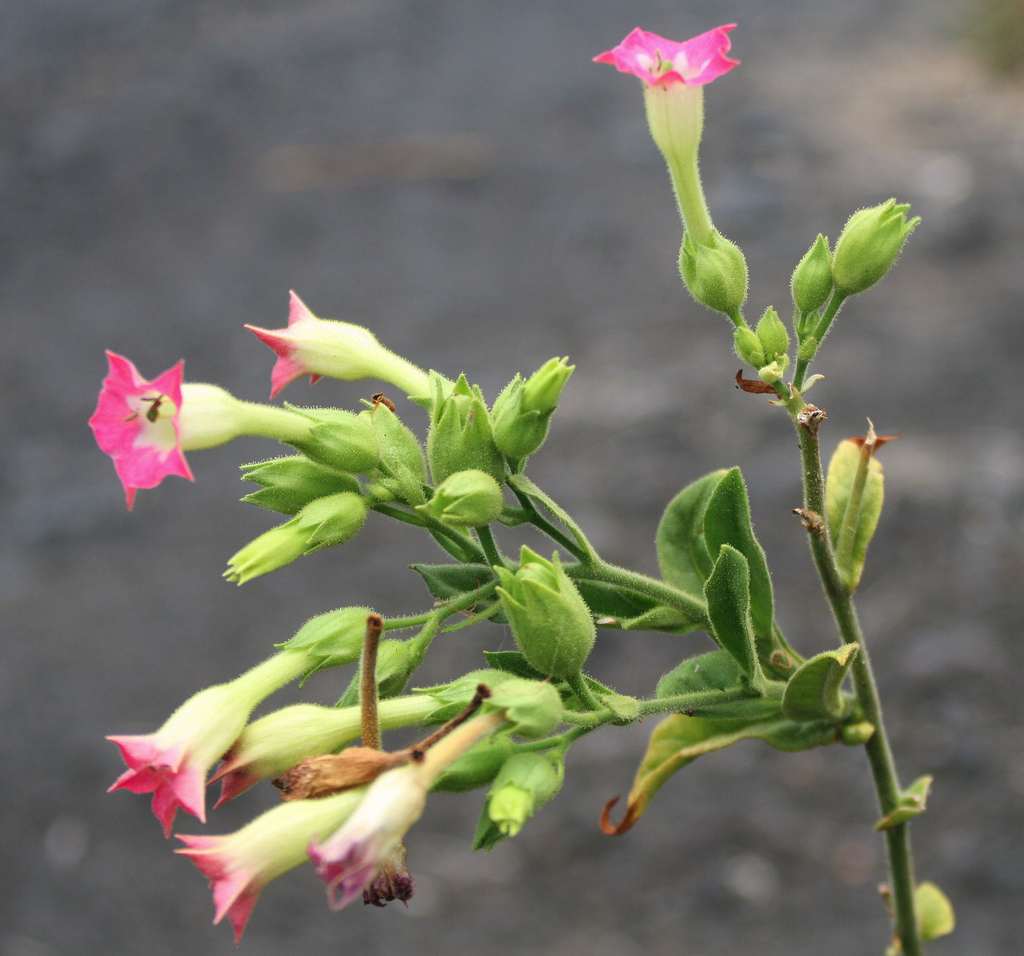 راهنمای نگهداری و پرورش گل و گیاهان زینتی - گل توتون